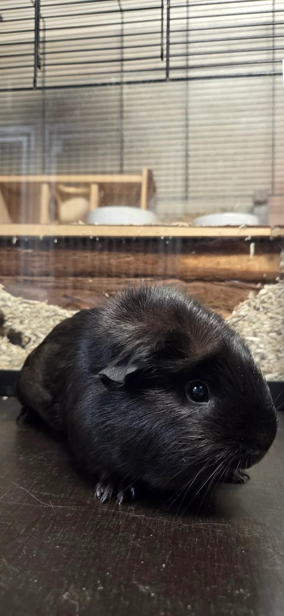 Shuri, Sort female puppy mixed breed for adoption at Dyreværnet, Copenhagen