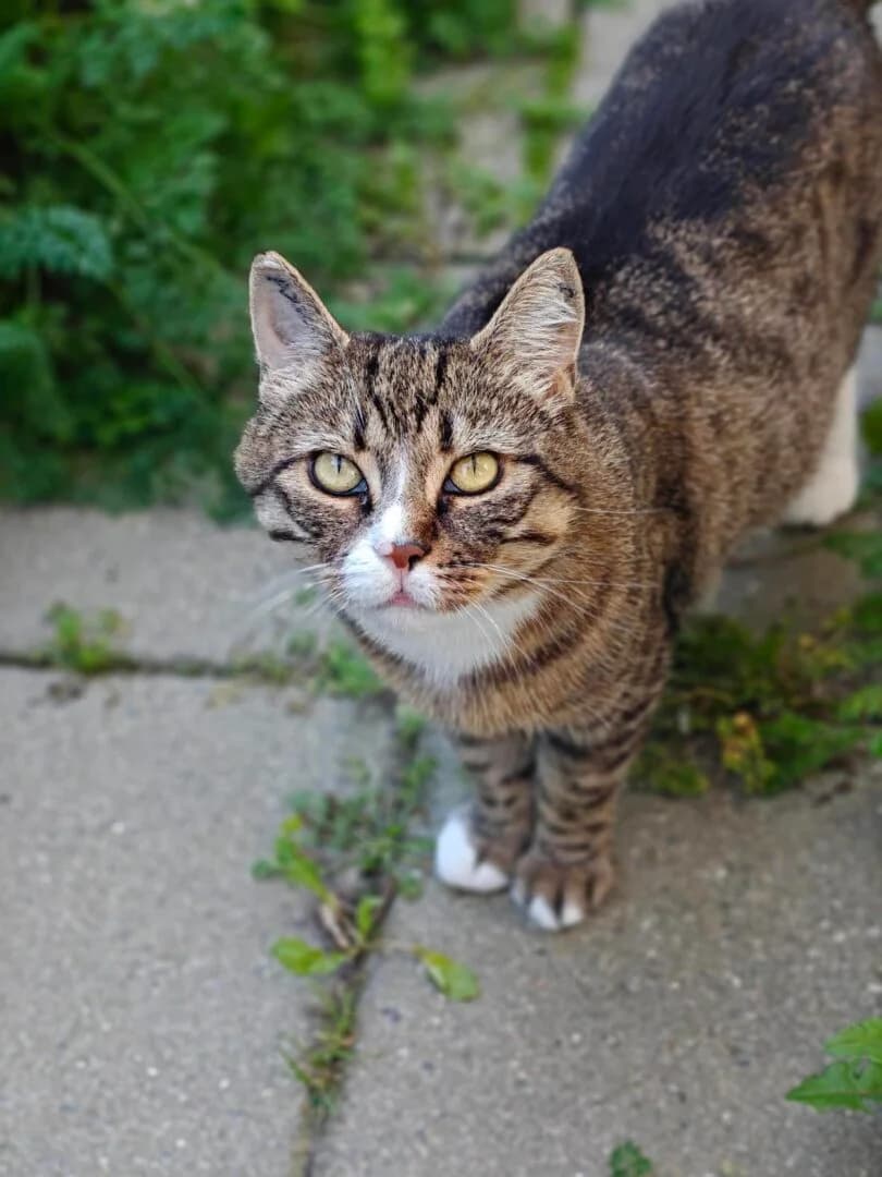 Sydney, Brunstribet female 4yo mixed breed for adoption at Dyreværnet, Copenhagen
