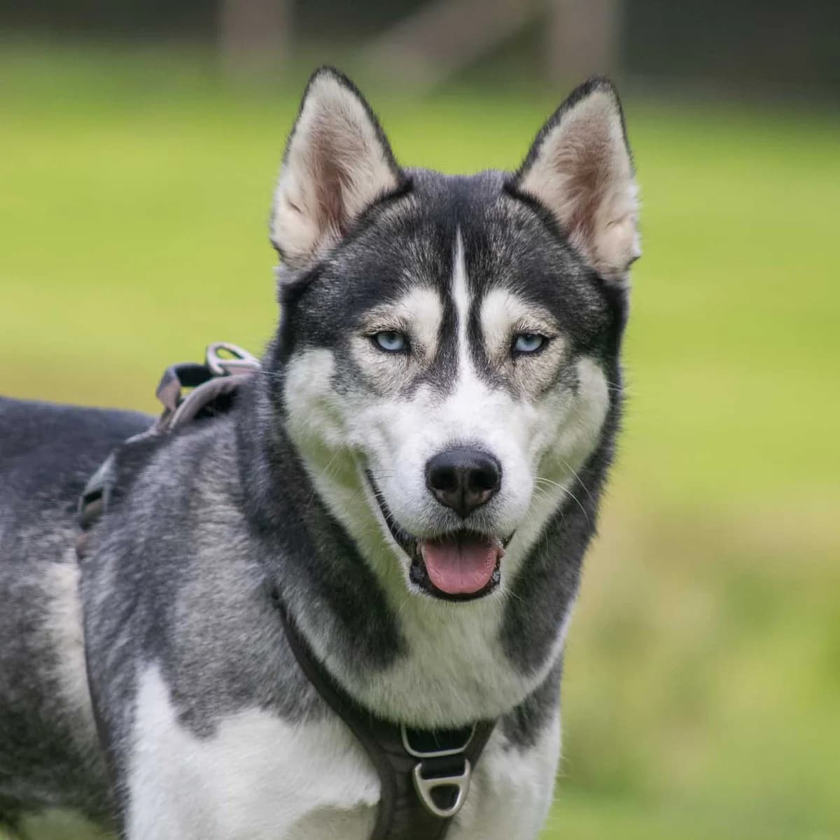 Zigge, Grå/Hvid female young Husky for adoption at Dyreværnet, Copenhagen