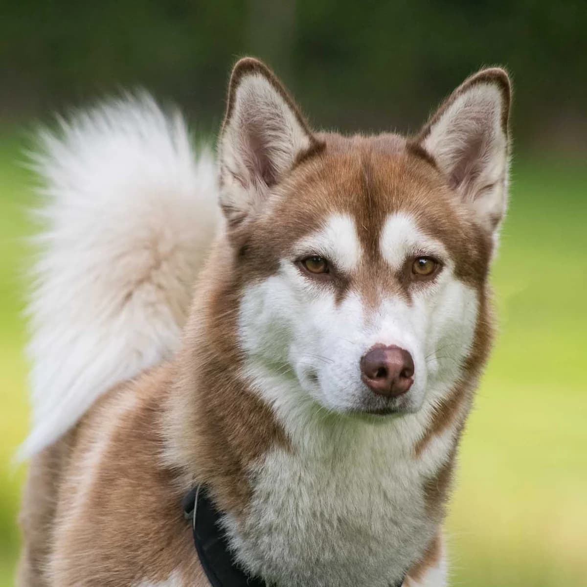 Coco, Rød/Hvid female young Husky for adoption at Dyreværnet, Copenhagen