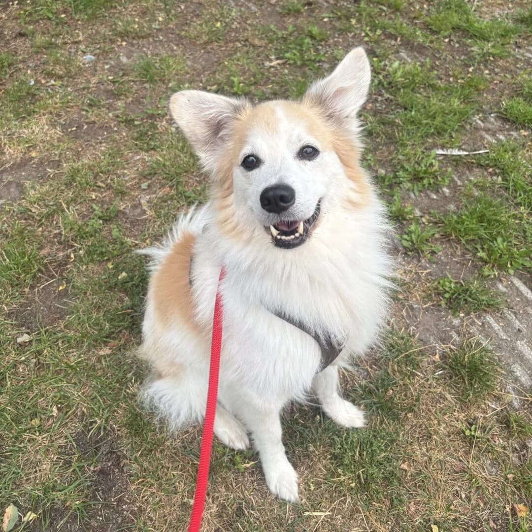 Prinze, Hvid/Creme/Lysebrun male senior mixed breed for adoption at Dyreværnet, Copenhagen
