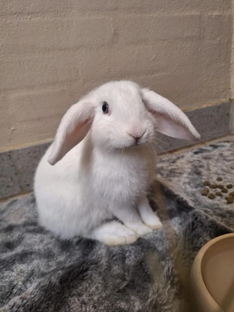 Bay, Hvid male puppy mixed breed for adoption at Dyreværnet, Copenhagen