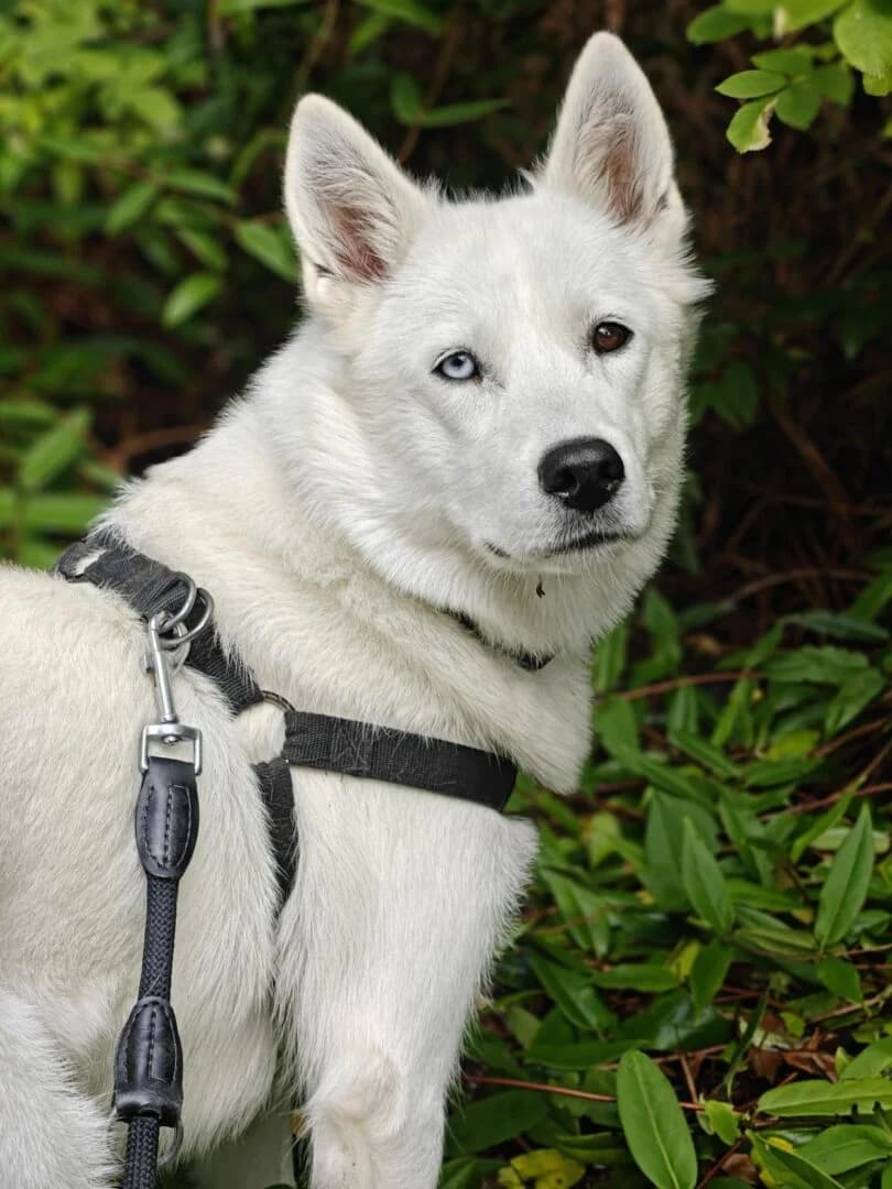 Snowy, Hvid female young Husky for adoption at Dyreværnet, Copenhagen