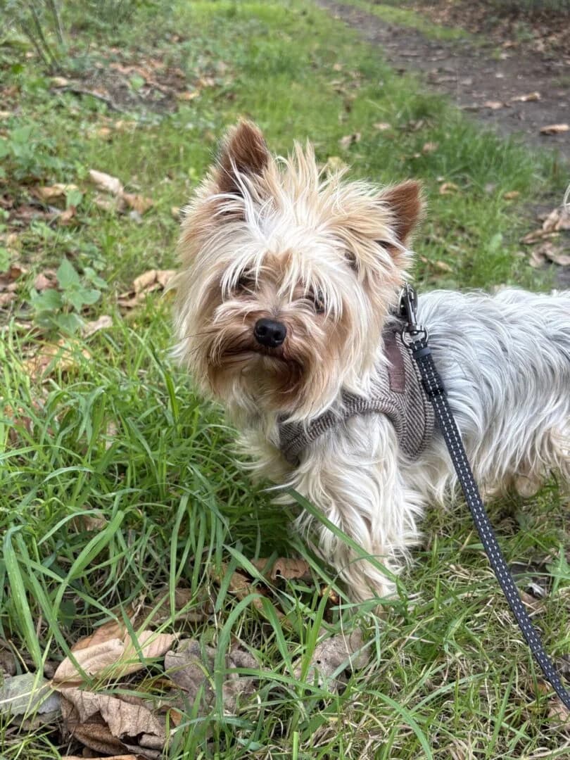 Milo, male 6yo Yorkshire Terrier for adoption at Dyreværnet, Copenhagen