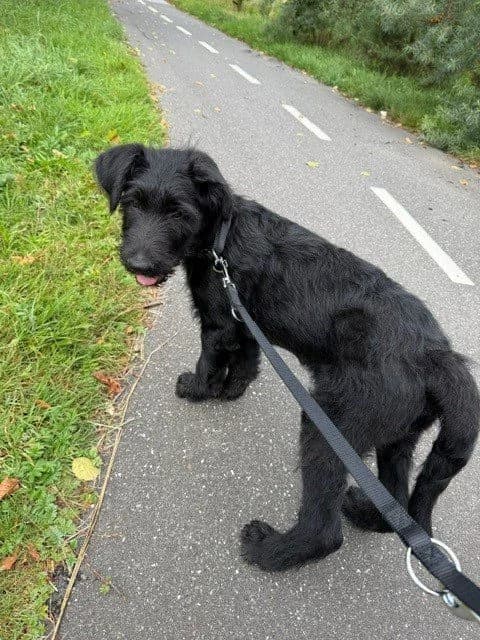 Claes, Sort male puppy mixed breed for adoption at Dyreværnet, Copenhagen