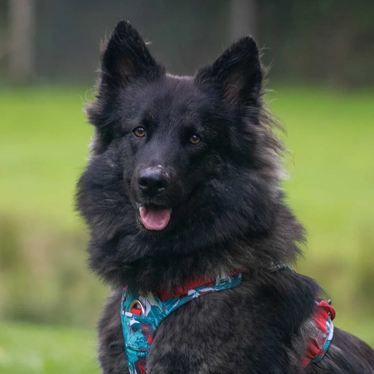 Yeti, Vildt female young mixed breed for adoption at Dyreværnet, Copenhagen
