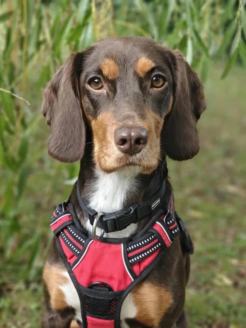 Sky, Brun/Lysebrun/Hvid female young Cocker Spaniel for adoption at Dyreværnet, Copenhagen