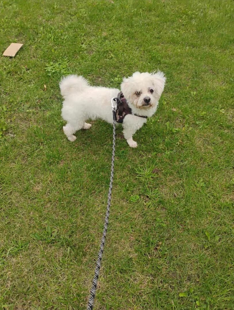 Popcorn, Hvid male 4yo Maltese for adoption at Dyreværnet, Copenhagen