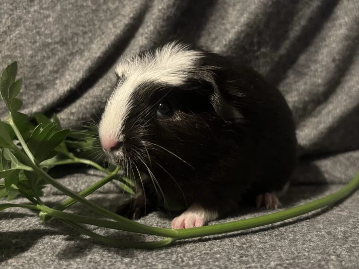 Moonstone, Sort/Hvid male puppy mixed breed for adoption at Dyreværnet, Copenhagen
