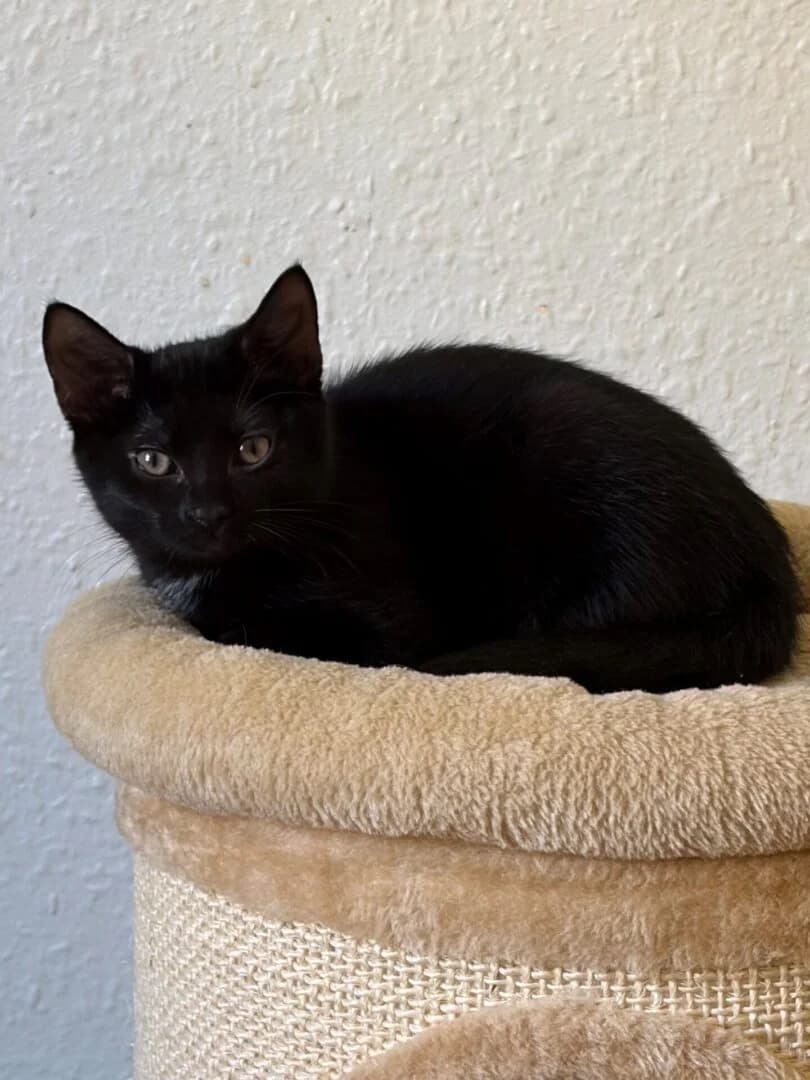 Midnight, Sort male puppy mixed breed for adoption at Dyreværnet, Copenhagen