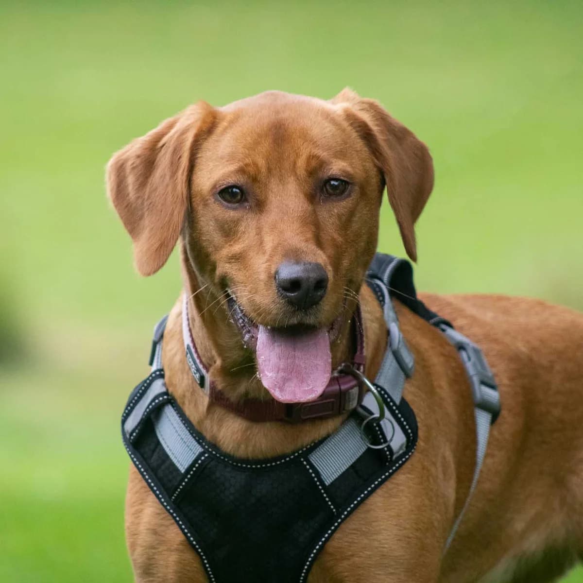 Molly, Rød/Gul female young Labrador Retriever for adoption at Dyreværnet, Copenhagen