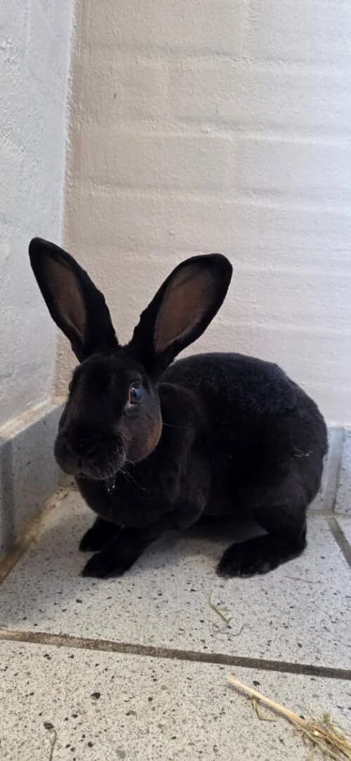 Flemming, Sort male young mixed breed for adoption at Dyreværnet, Copenhagen