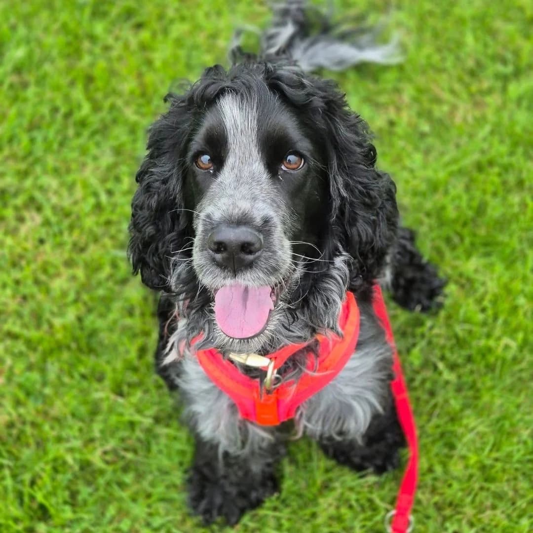 Scooter, Blå male young Cocker Spaniel for adoption at Dyreværnet, Copenhagen