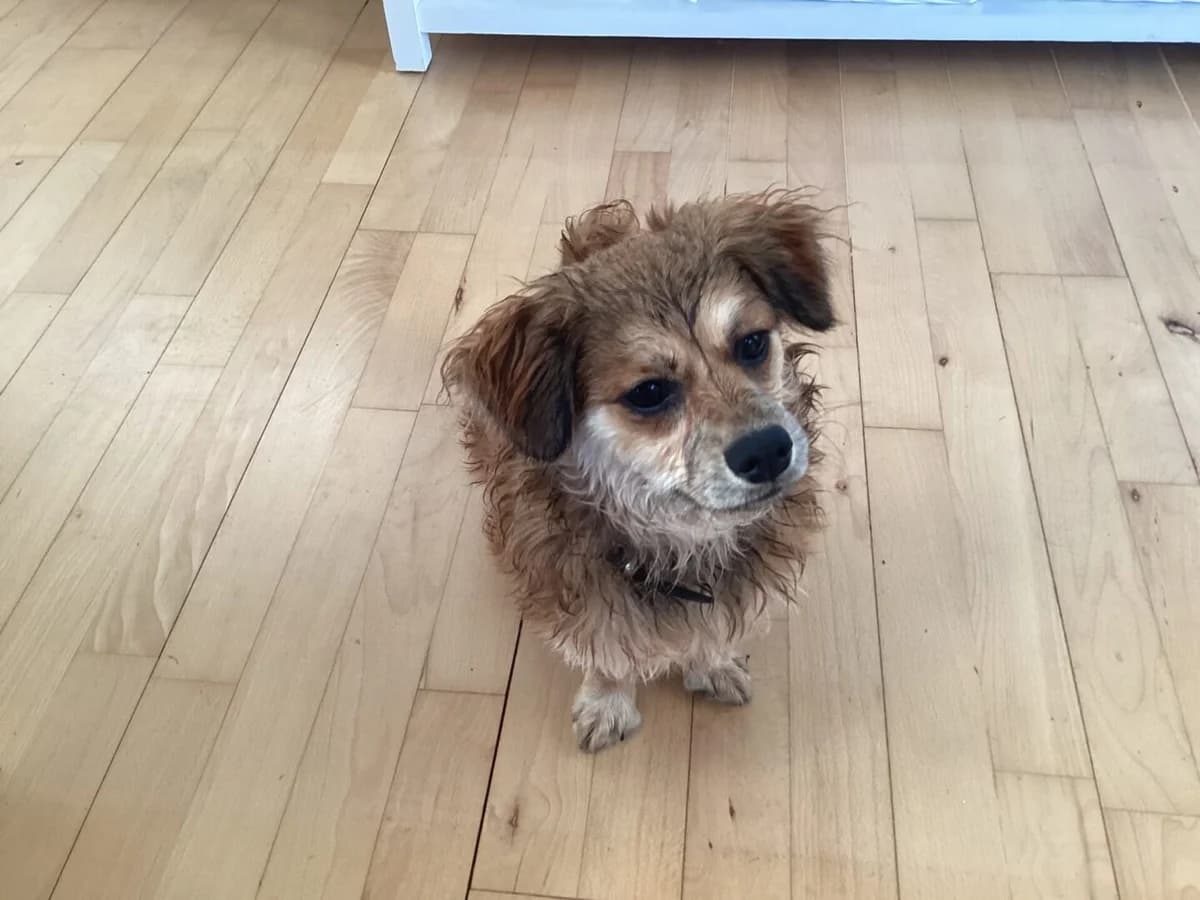 Lulu, Brun/Beige female puppy Havanese for adoption at Dyreværnet, Copenhagen