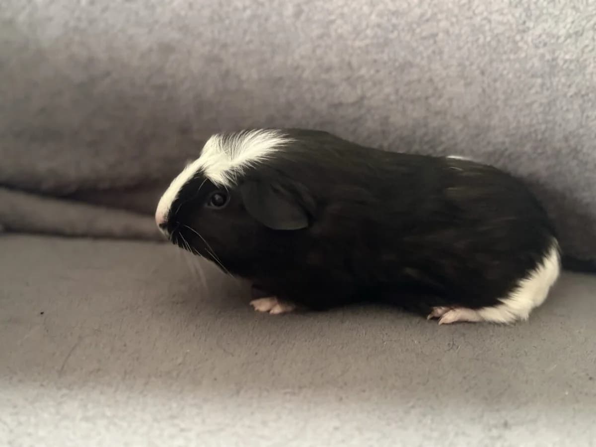 Moonstone, Sort/Hvid male puppy mixed breed for adoption at Dyreværnet, Copenhagen