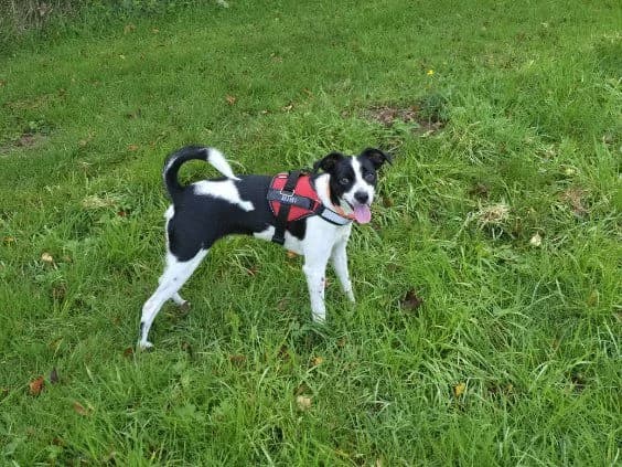 Bibi, Sort/Hvid female young mixed breed for adoption at Dyreværnet, Copenhagen