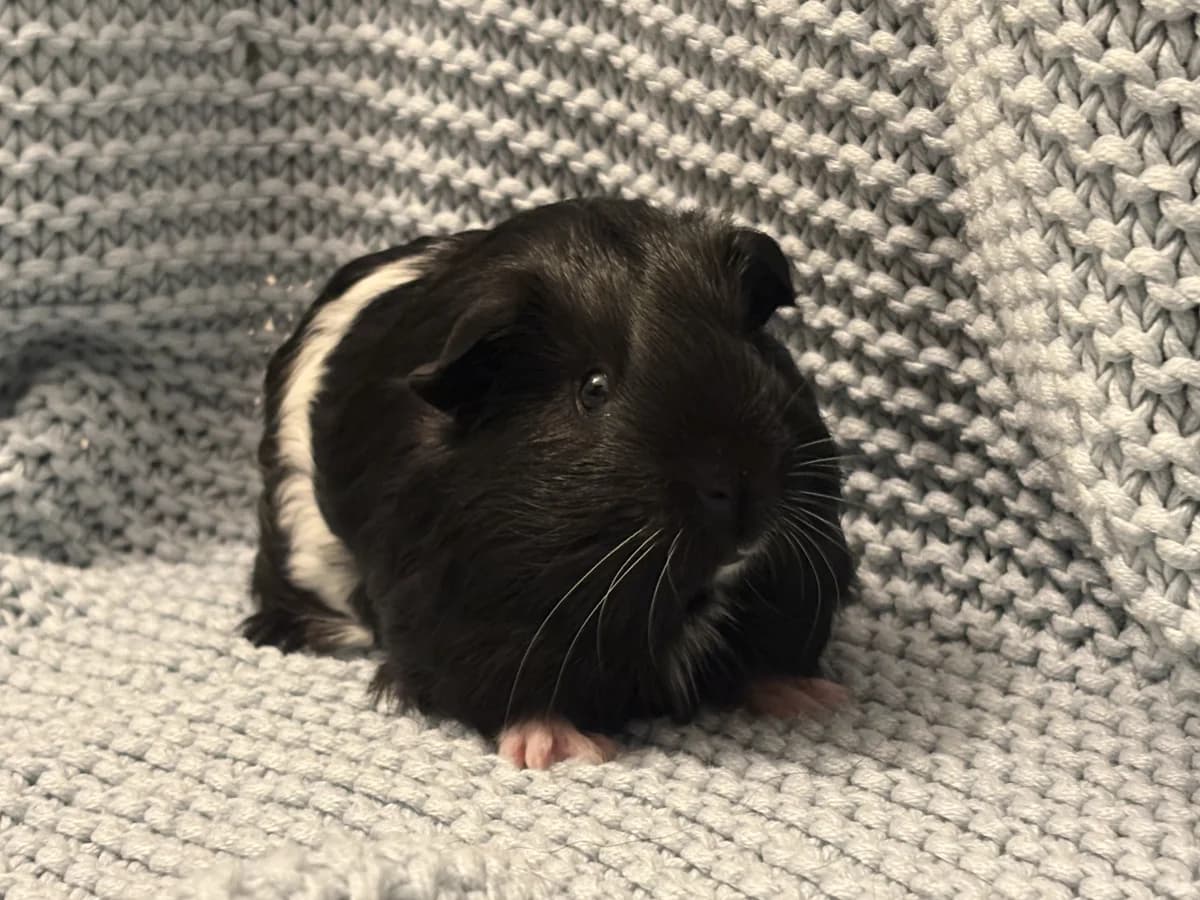 Spitfire, Sort/Hvid male mixed breed for adoption at Dyreværnet, Copenhagen