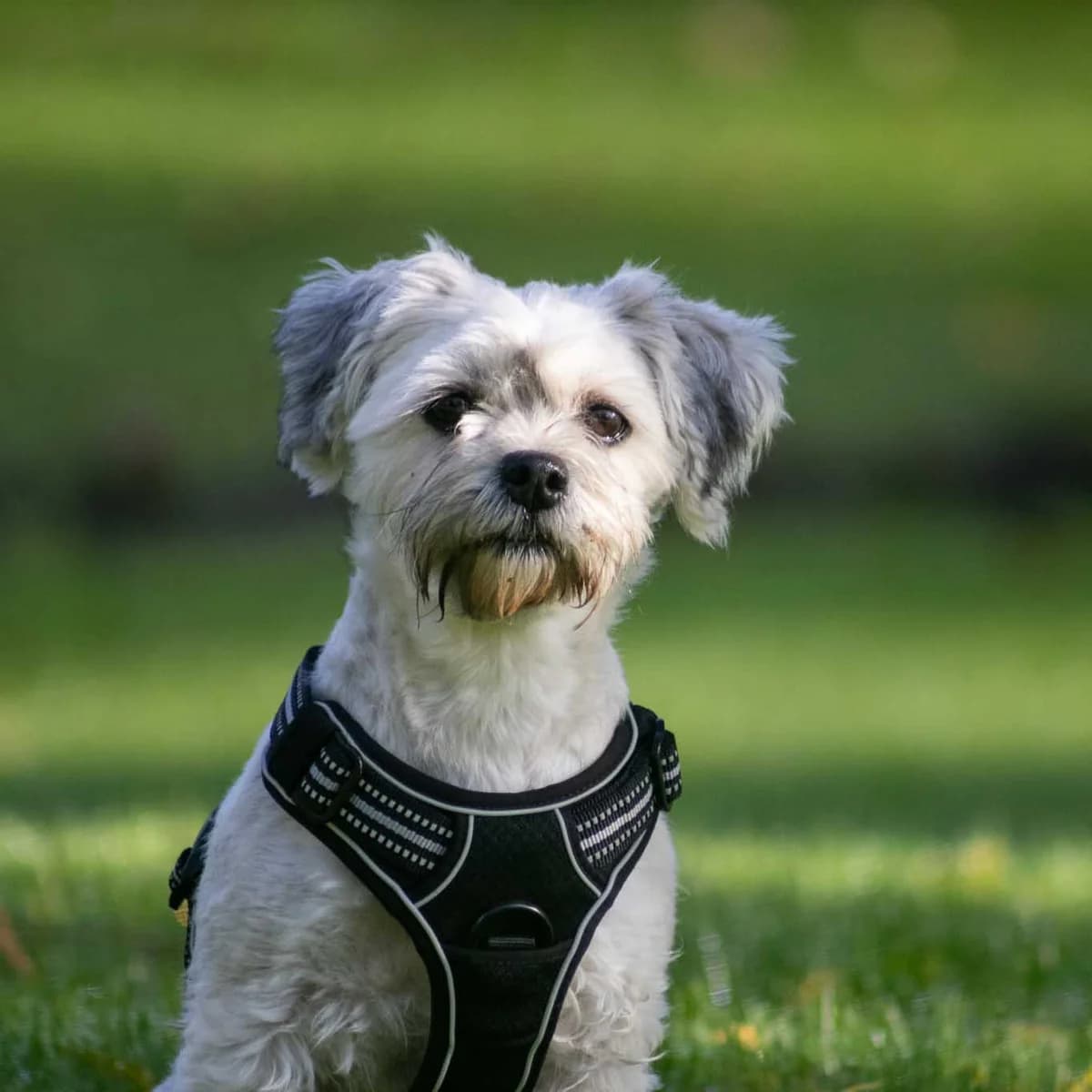 Tika, Grå/Brun female 5yo mixed breed for adoption at Dyreværnet, Copenhagen