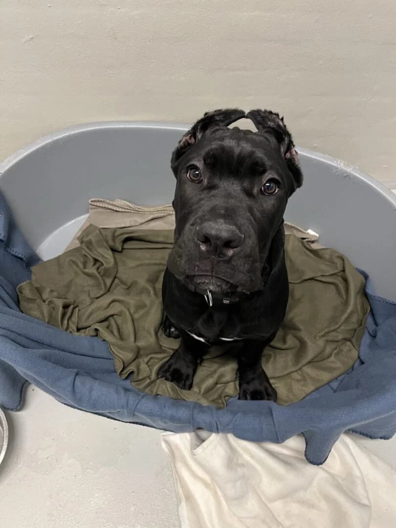 Nero, Sort male puppy Cane Corso for adoption at Dyreværnet, Copenhagen