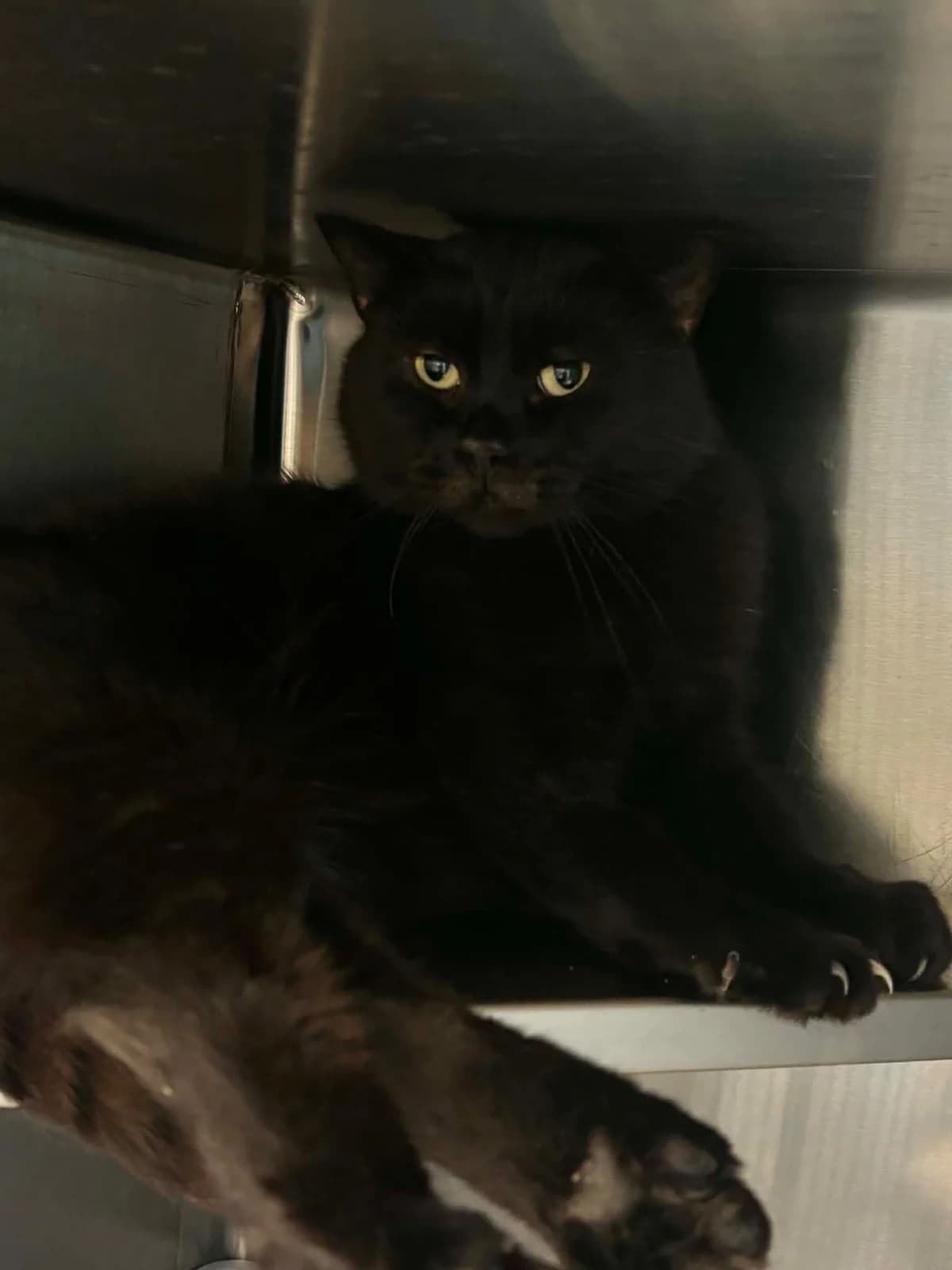 Blackman K, Sort male 7yo mixed breed for adoption at Inges Kattehjem, Glostrup