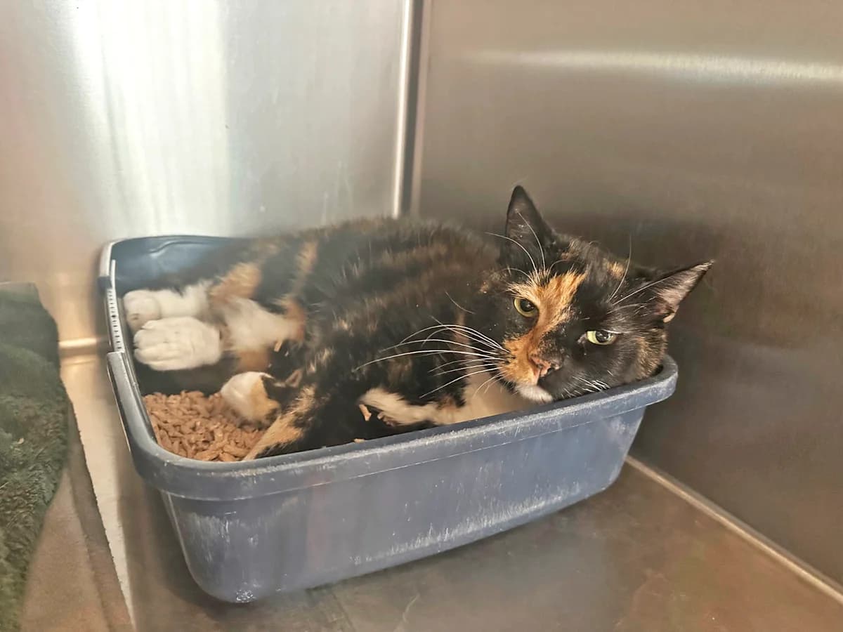 Bodil, 3 Farvet female senior mixed breed for adoption at Inges Kattehjem, Glostrup