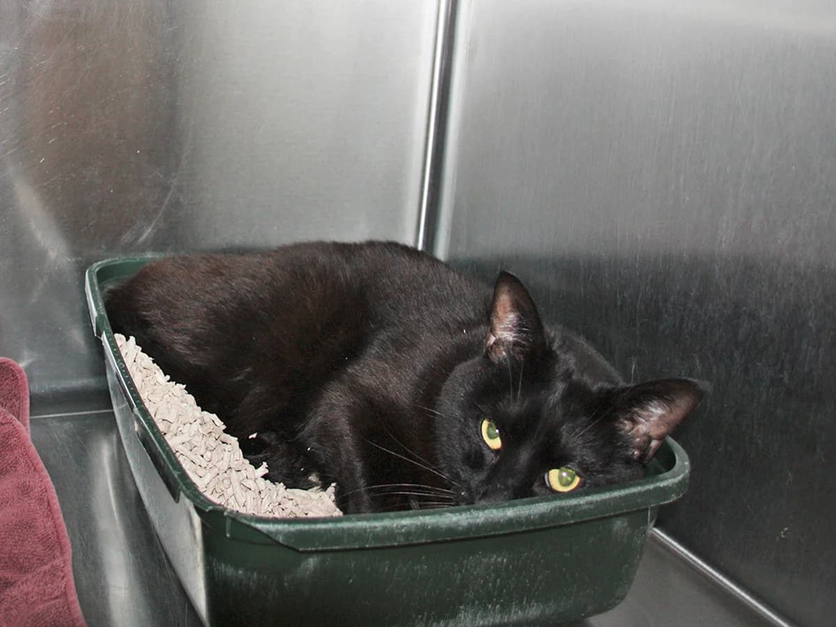 Charlie, Sort male young mixed breed for adoption at Inges Kattehjem, Glostrup