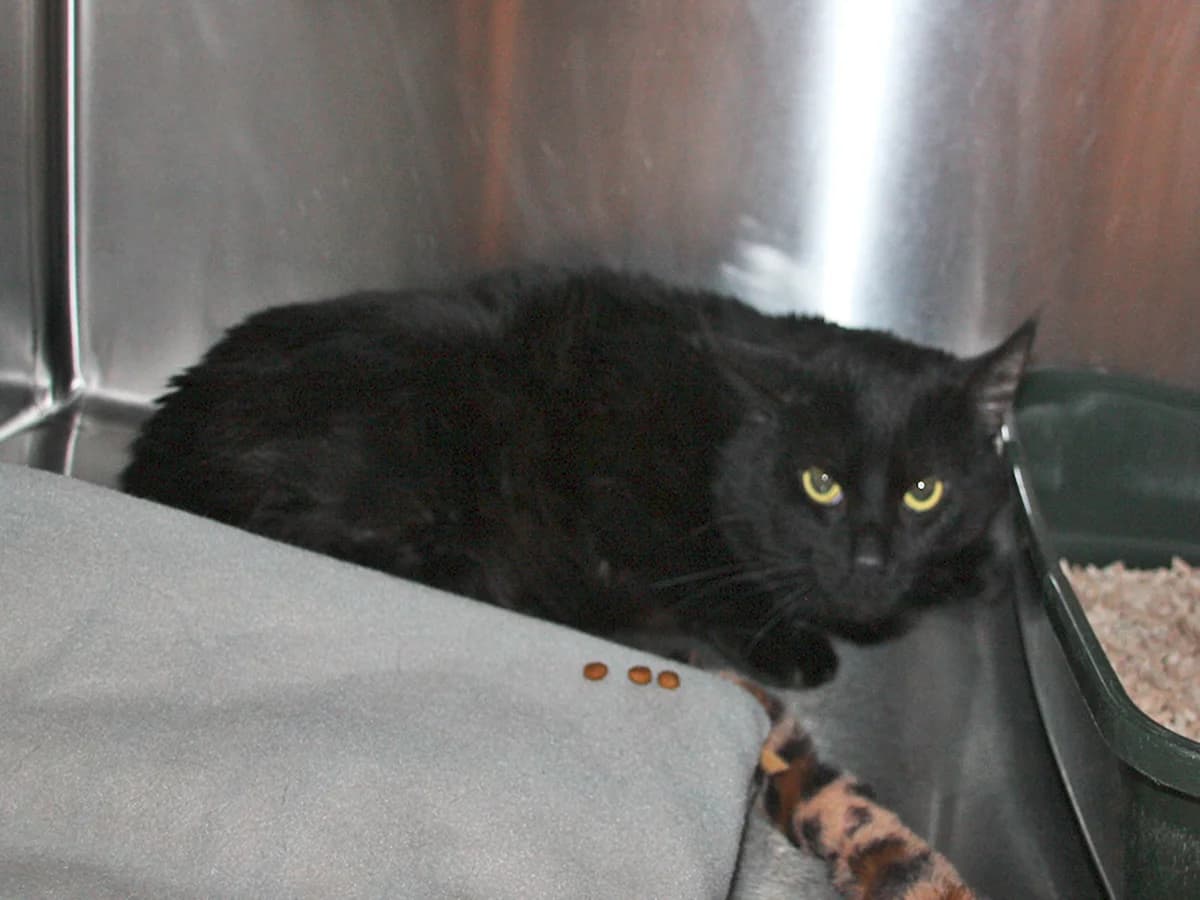 Ditlev, Sort male young mixed breed for adoption at Inges Kattehjem, Glostrup