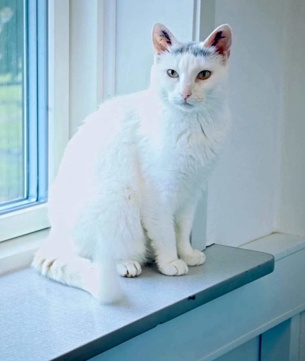Duchesse, Hvid med grå female 5yo mixed breed for adoption at Inges Kattehjem, Glostrup
