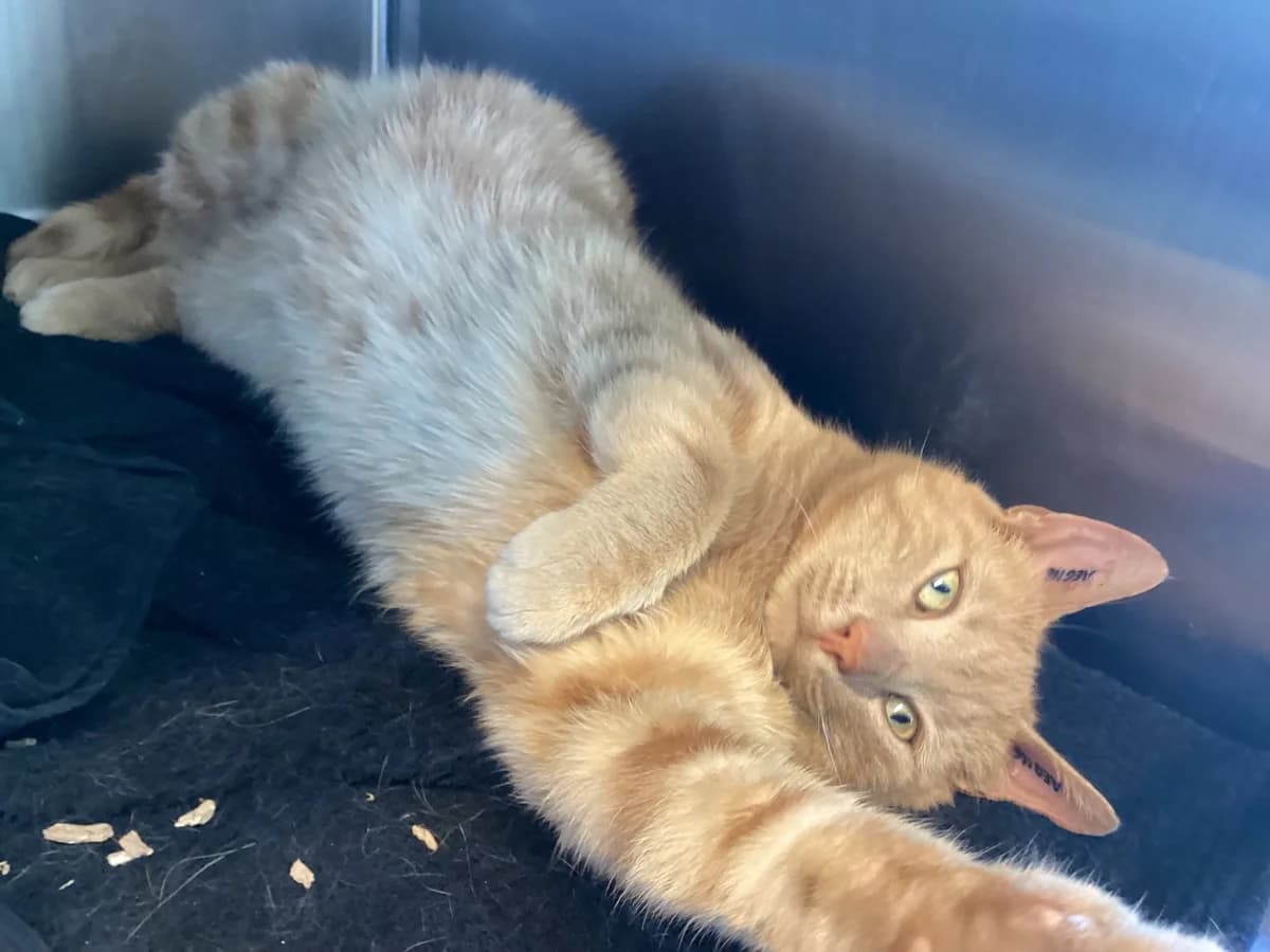 Flemming, Creme tabby male young mixed breed for adoption at Inges Kattehjem, Glostrup