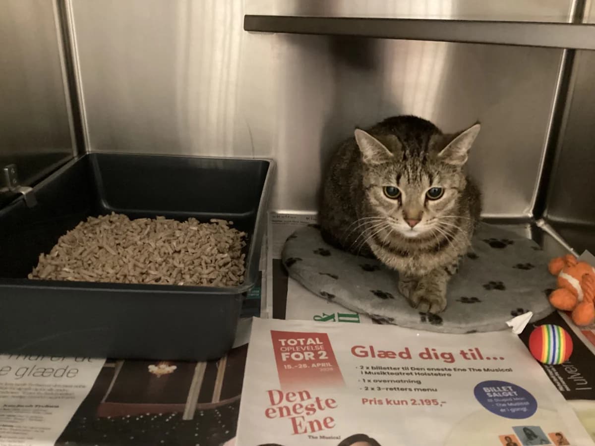 Maria, Tabby female young mixed breed for adoption at Inges Kattehjem, Glostrup