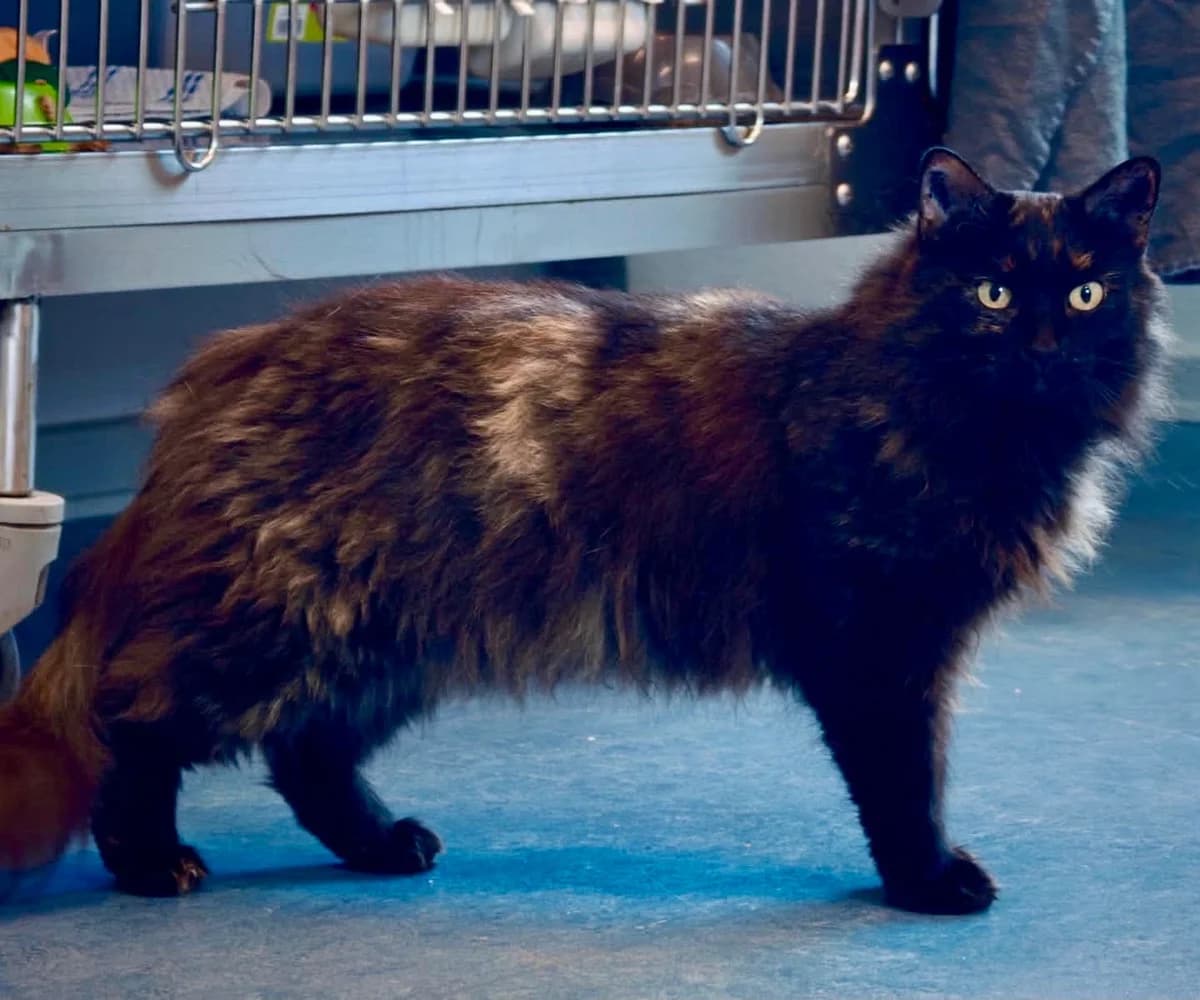 Nala, Tortie female senior mixed breed for adoption at Inges Kattehjem, Glostrup