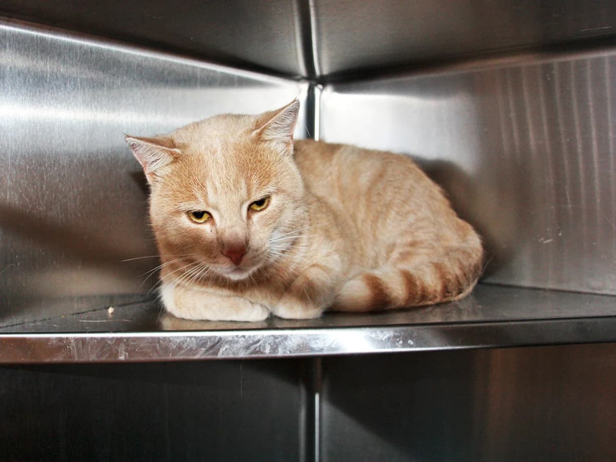 Shang Li, Rødstribet male 3yo mixed breed for adoption at Inges Kattehjem, Glostrup