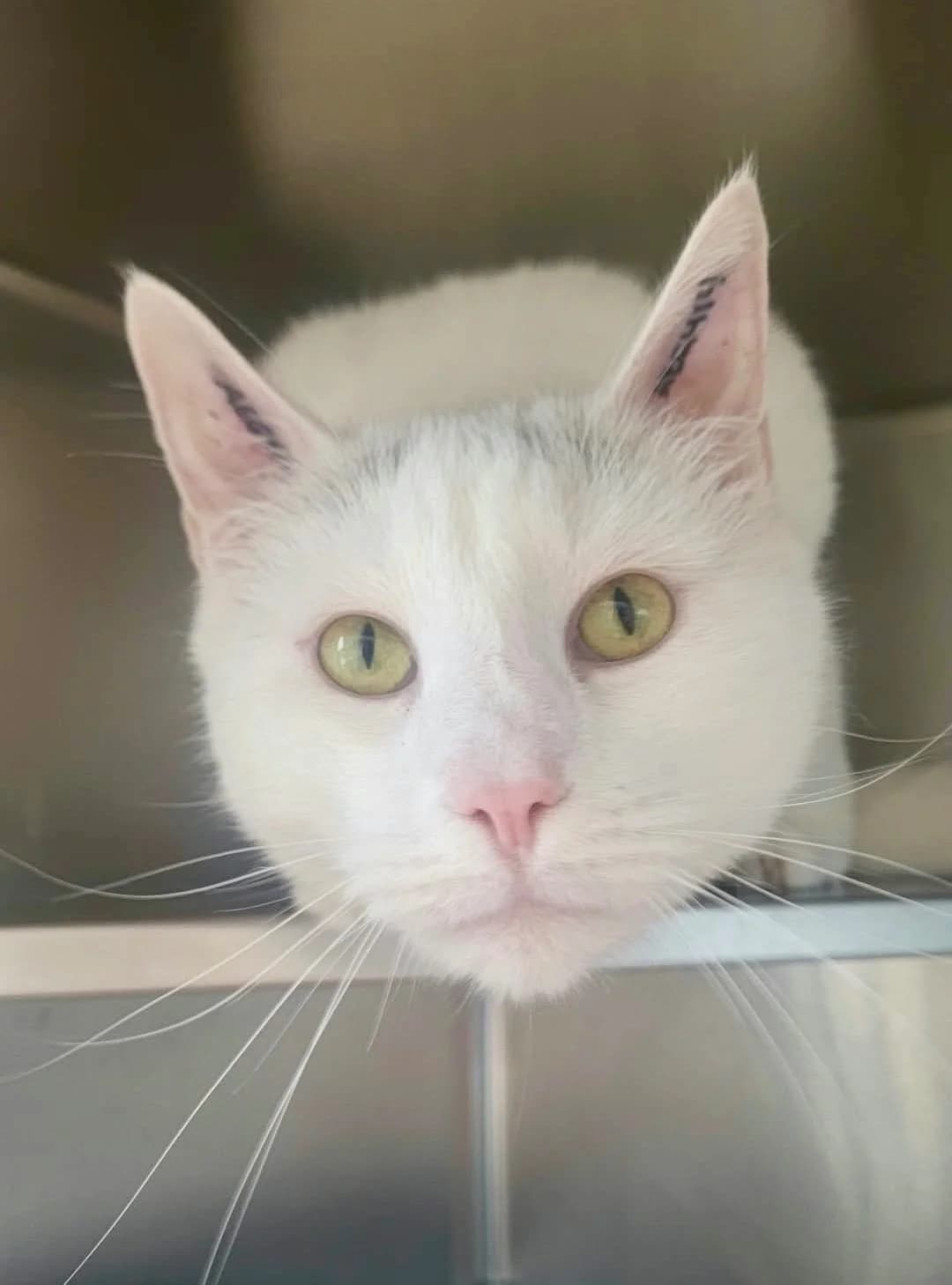 Simba, Hvid med grå male 6yo mixed breed for adoption at Inges Kattehjem, Glostrup
