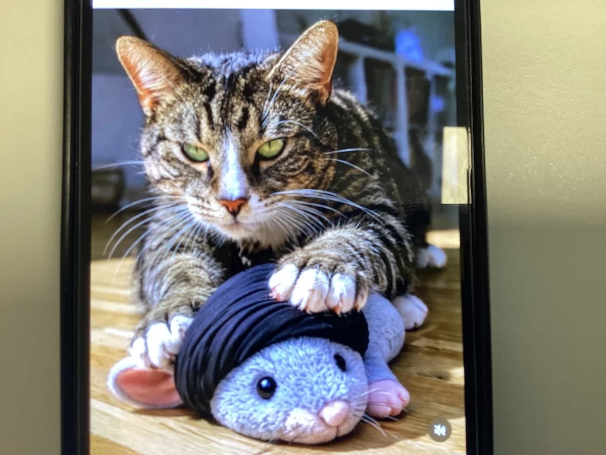Tage, Stribet m. Hvid male 6yo mixed breed for adoption at Inges Kattehjem, Glostrup