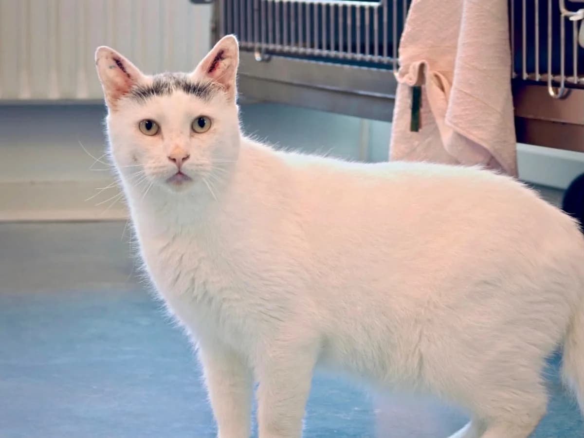Toulouse, Hvid m. Grå male 5yo mixed breed for adoption at Inges Kattehjem, Glostrup