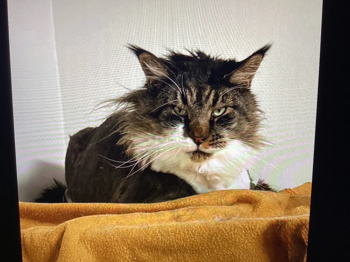 Viggo, Sort Tabby Med Hvid male 6yo mixed breed for adoption at Inges Kattehjem, Glostrup