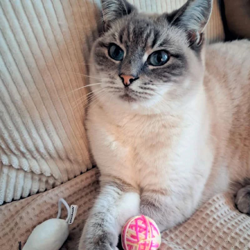 Fra Skovens Skygge til Sofadronning, male 5yo Mixed Breed for adoption at Kattens Vaern, Kattens Vaern
