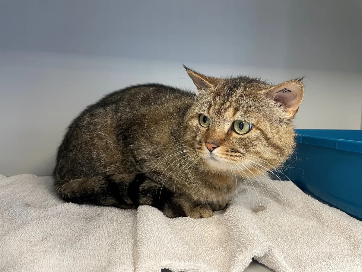 Husum, male 3yo mixed breed for adoption at Kattens Vaern, Kattens Vaern