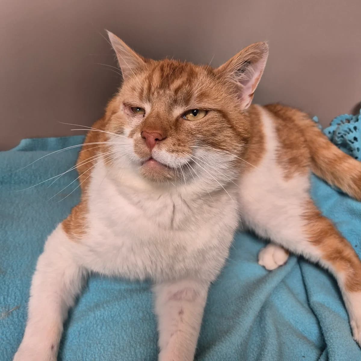 Huxi, male 3yo Mixed Breed Cat for adoption at Kattens Vaern, Kattens Vaern