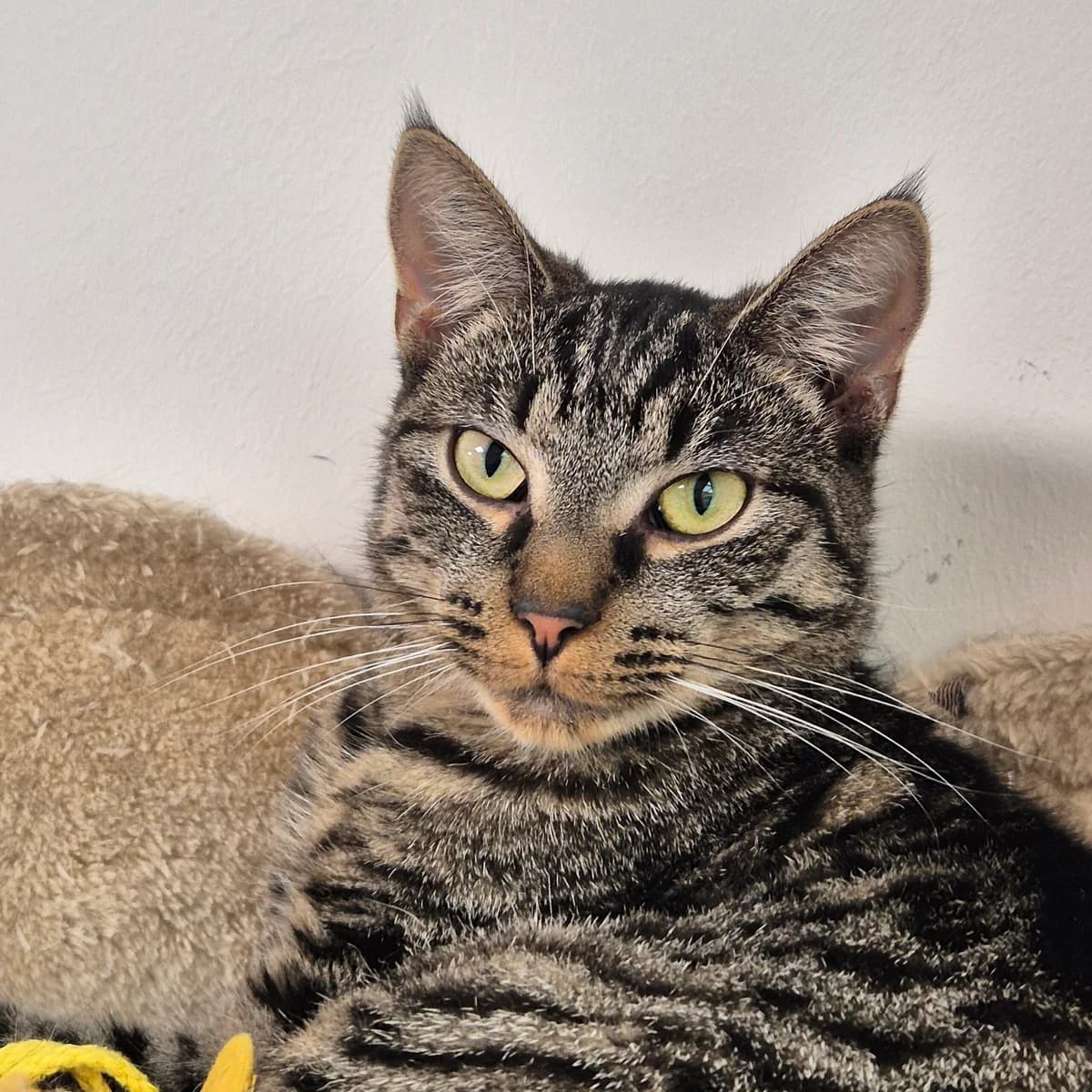 Gitta, female 3yo Mixed Breed Cat for adoption at Kattens Vaern, Kattens Vaern