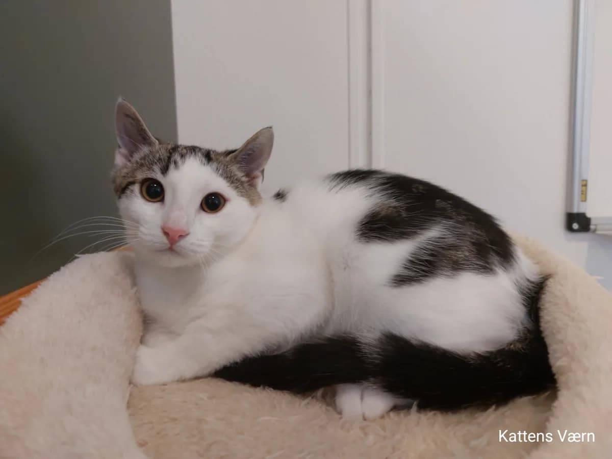 Luna, female puppy Mixed Breed Cat for adoption at Kattens Vaern, Kattens Vaern