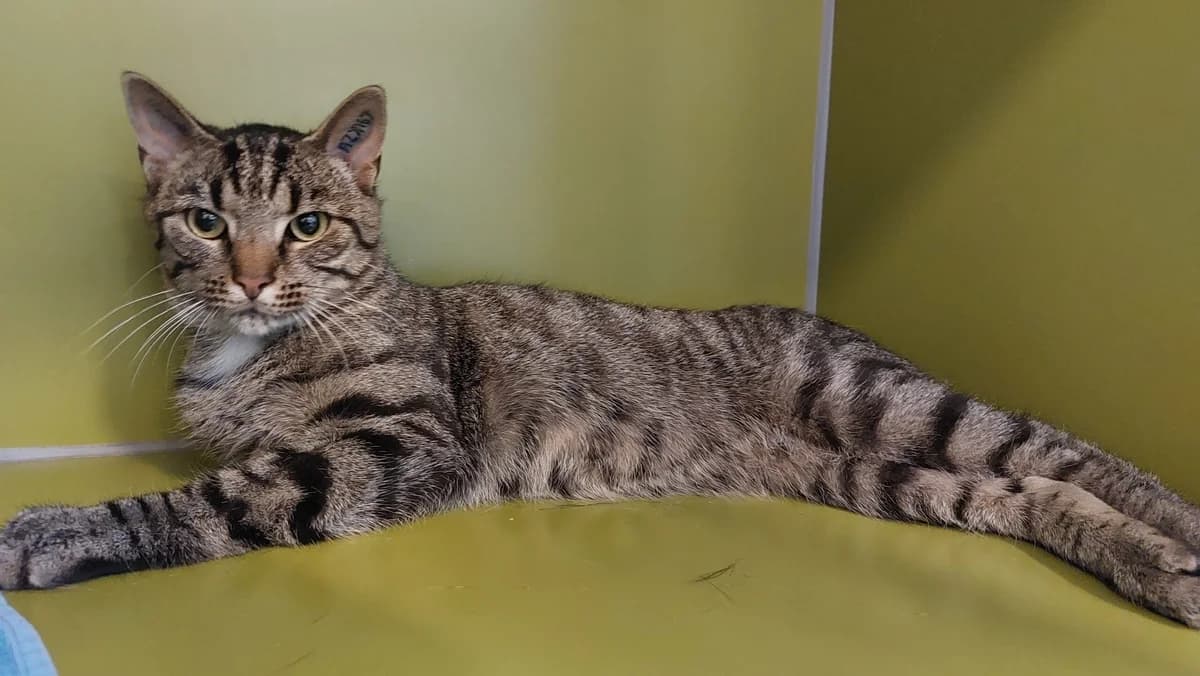 Aske, male 3yo Mixed Breed Cat for adoption at Kattens Vaern, Kattens Vaern