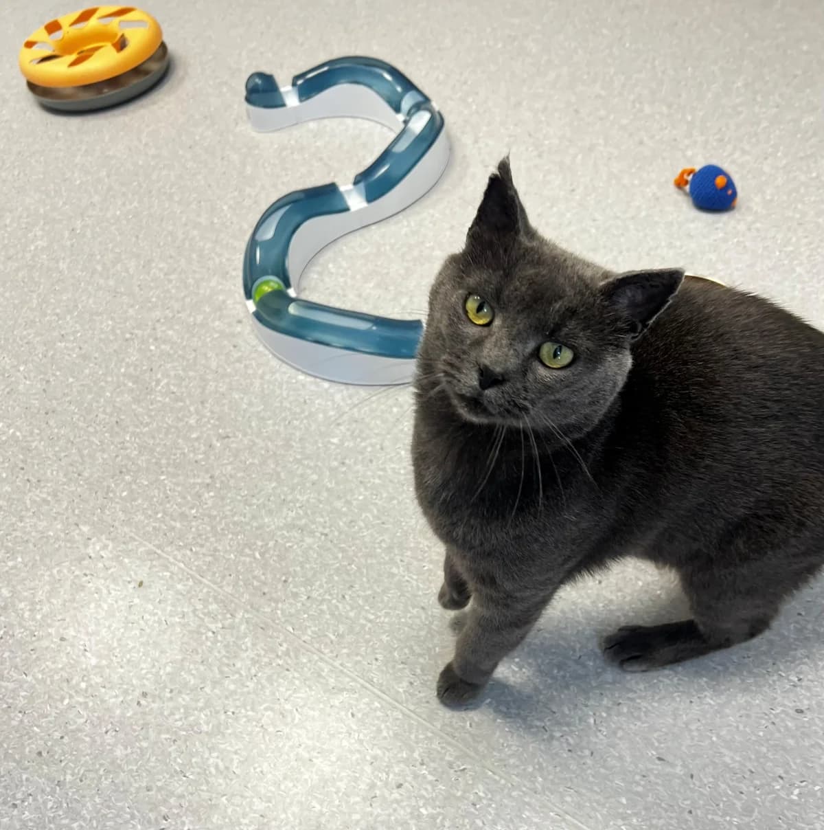 Mogens, male 3yo Mixed Breed Cat for adoption at Kattens Vaern, Kattens Vaern