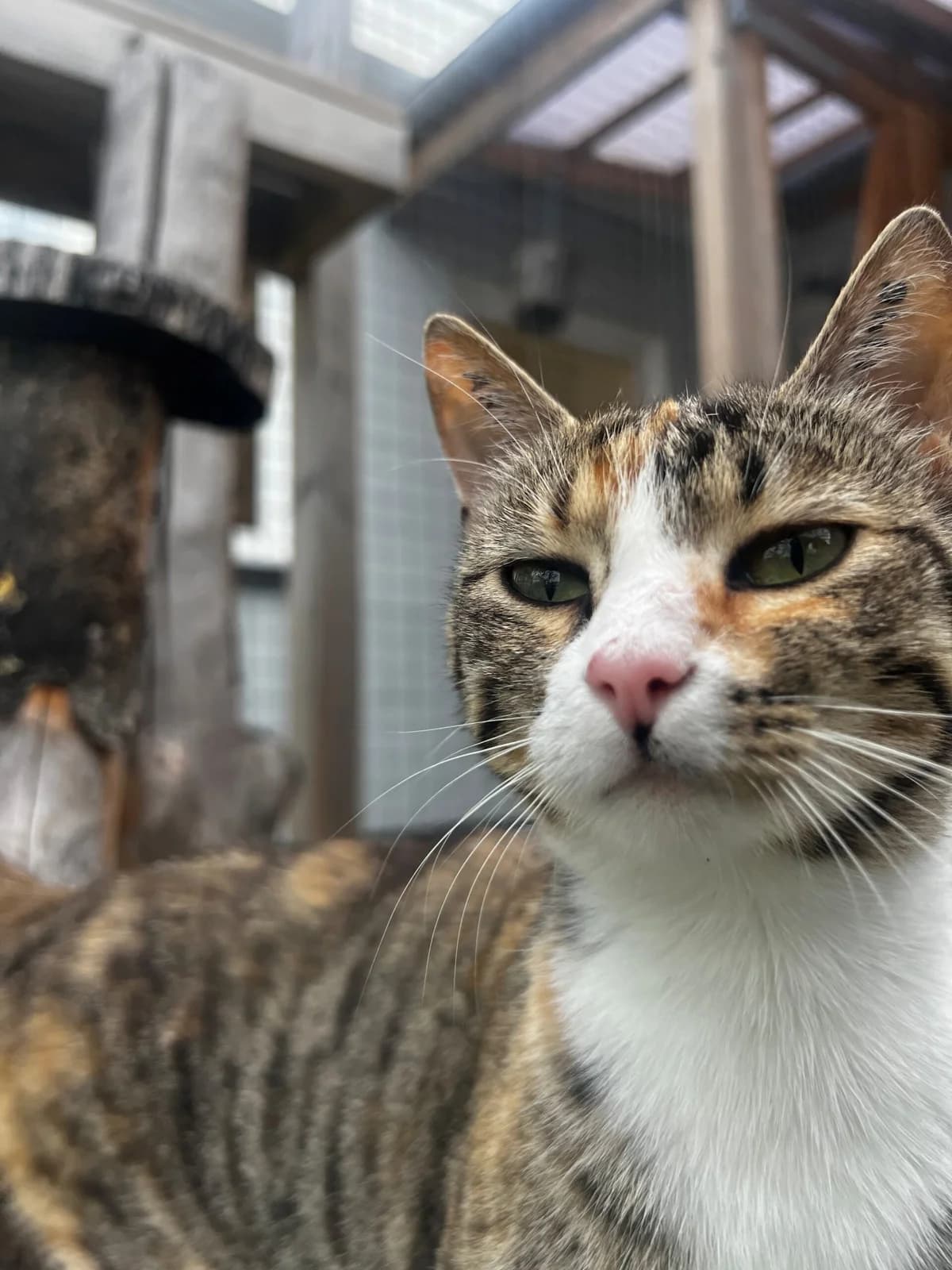Jytte, female 3yo Mixed Breed Cat for adoption at Kattens Vaern, Kattens Vaern