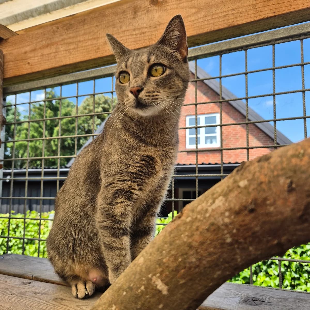Duchess, female 3yo Mixed Breed Cat for adoption at Kattens Vaern, Kattens Vaern