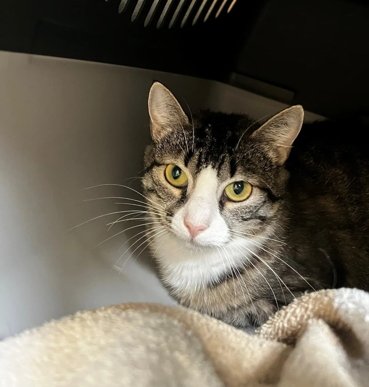 Dagmar, female 3yo mixed breed for adoption at Kattens Vaern, Kattens Vaern