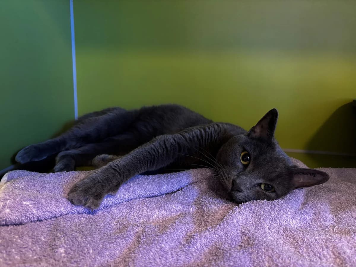 Dylan, male 3yo Mixed Breed Cat for adoption at Kattens Vaern, Kattens Vaern