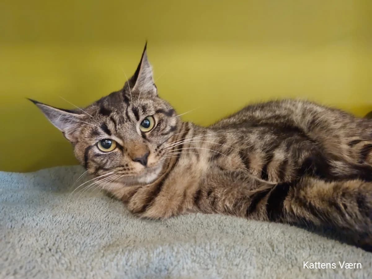 Dante, male 3yo Mixed Breed Cat for adoption at Kattens Vaern, Kattens Vaern
