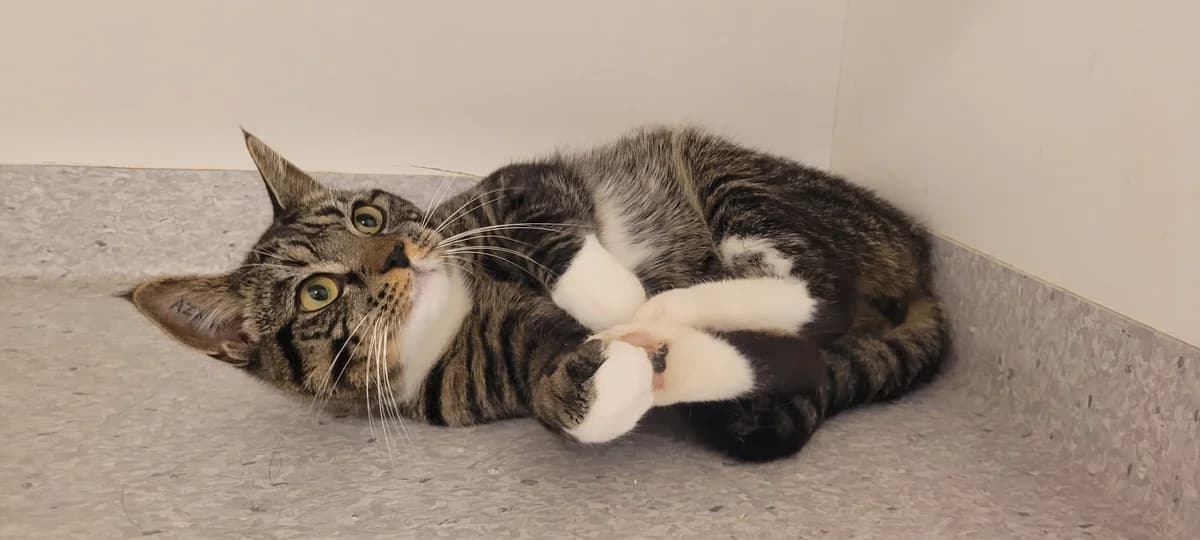 Diesel, male 3yo Mixed Breed Cat for adoption at Kattens Vaern, Kattens Vaern
