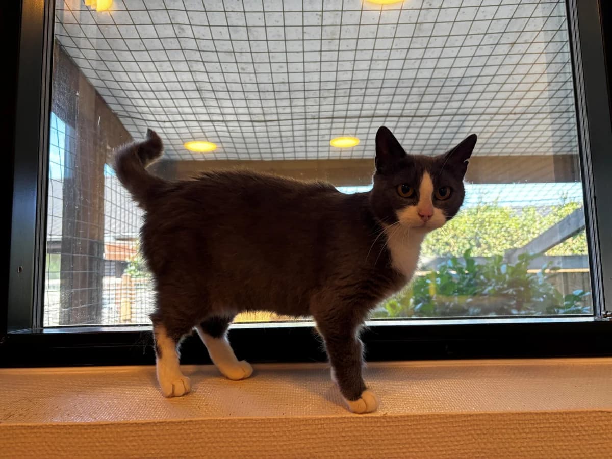 Sira, female 3yo Mixed Breed Cat for adoption at Kattens Vaern, Kattens Vaern